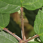 Rubus amiantinus - Asbestschimmernde Brombeere