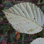Rubus amiantinus - Asbestschimmernde Brombeere