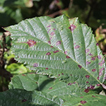 Rubus amiantinus - Asbestschimmernde Brombeere