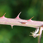 Rubus amiantinus - Asbestschimmernde Brombeere