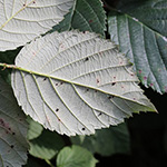Rubus amiantinus - Asbestschimmernde Brombeere