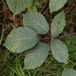 Rubus amiantinus - Asbestschimmernde Brombeere