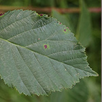 Rubus amiantinus - Asbestschimmernde Brombeere