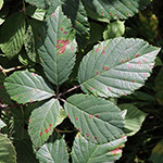 Rubus amiantinus - Asbestschimmernde Brombeere