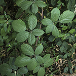 Rubus appropinquatus - Angenäherte Haselblattbrombeere