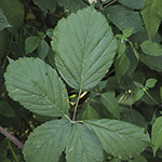 Rubus appropinquatus - Angenäherte Haselblattbrombeere