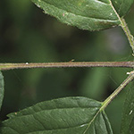 Rubus appropinquatus - Angenäherte Haselblattbrombeere