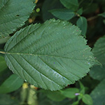 Rubus appropinquatus - Angenäherte Haselblattbrombeere