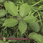 Rubus asperidens - Rauzähnige Brombeere