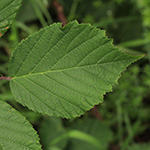 Rubus asperidens - Rauzähnige Brombeere