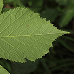Rubus asperidens - Rauzähnige Brombeere