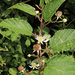Rubus asperidens - Rauzähnige Brombeere
