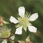 Rubus asperidens - Rauzähnige Brombeere