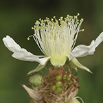 Rubus asperidens - Rauzähnige Brombeere