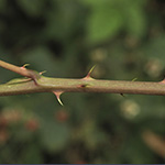 Rubus bertramii - Bertrams Brombeere