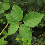 Rubus bertramii - Bertrams Brombeere