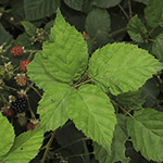 Rubus bertramii - Bertrams Brombeere