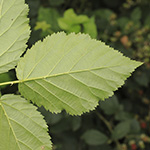 Rubus bertramii - Bertrams Brombeere