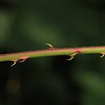 Rubus bertramii - Bertrams Brombeere