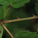 Rubus bertramii - Bertrams Brombeere