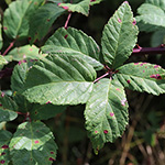 Rubus bicolor - Große Mittelgebirgs-Brombeere
