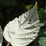 Rubus bicolor - Große Mittelgebirgs-Brombeere