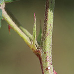 Rubus bicolor - Große Mittelgebirgs-Brombeere