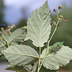 Rubus bicolor - Große Mittelgebirgs-Brombeere