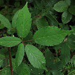 Rubus bicolor - Große Mittelgebirgs-Brombeere