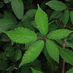 Rubus bicolor - Große Mittelgebirgs-Brombeere