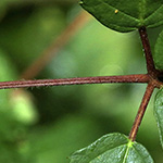 Rubus bicolor - Große Mittelgebirgs-Brombeere