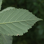Rubus bicolor - Große Mittelgebirgs-Brombeere