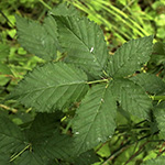 Rubus bicolor - Große Mittelgebirgs-Brombeere