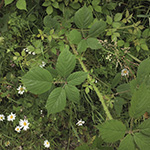 Rubus bonus-henricus - Guter-Heinrich-Brombeere