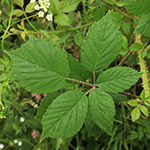 Rubus bonus-henricus - Guter-Heinrich-Brombeere