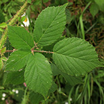 Rubus bonus-henricus - Guter-Heinrich-Brombeere