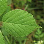 Rubus bonus-henricus - Guter-Heinrich-Brombeere
