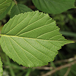 Rubus bonus-henricus - Guter-Heinrich-Brombeere