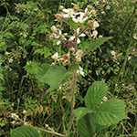 Rubus bonus-henricus - Guter-Heinrich-Brombeere
