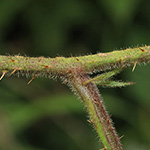 Rubus bonus-henricus - Guter-Heinrich-Brombeere