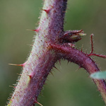 Rubus bonus-henricus - Guter-Heinrich-Brombeere