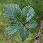 Rubus bonus-henricus - Guter-Heinrich-Brombeere