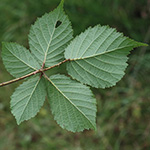 Rubus bonus-henricus - Guter-Heinrich-Brombeere