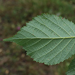 Rubus bonus-henricus - Guter-Heinrich-Brombeere