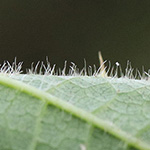 Rubus bonus-henricus - Guter-Heinrich-Brombeere