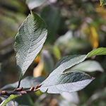 Salix cinerea - Grau-Weide