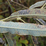Salix gmelinii - Filzast-Weide