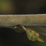 Salix gmelinii - Filzast-Weide