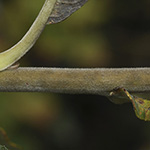 Salix gmelinii - Filzast-Weide