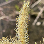 Salix udensis - Sachalin-Weide